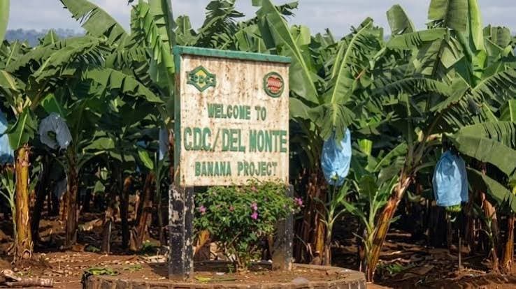 Agro-industrie : Les capitaux propres de la CDC retombent à 3,2 milliards de FCFA