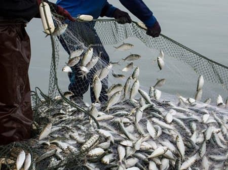 Économie bleue : Les filières qui structurent l’activité aquatique au Cameroun