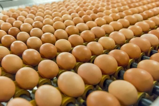 Filière avicole : La production camerounaise augmente de 50 % en quinze ans