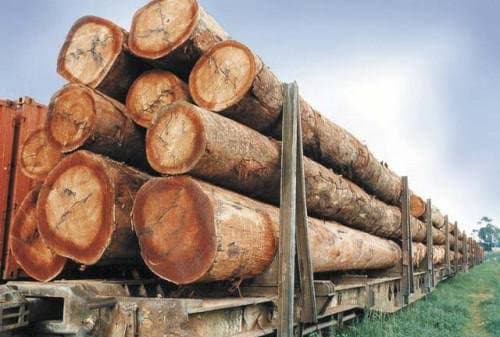 Filière bois : Le Cameroun durcit les restrictions sur l’exportation des grumes pour 2027