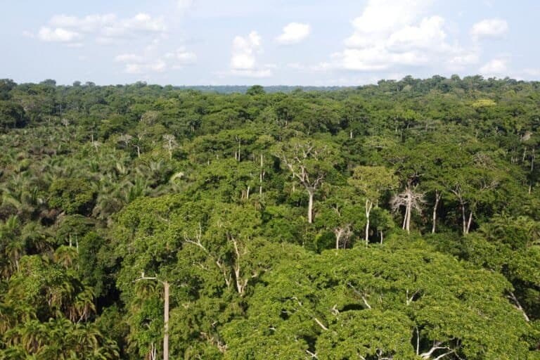 Gestion durable des forêts : La Comifac valide son plan de convergence 2026-2035