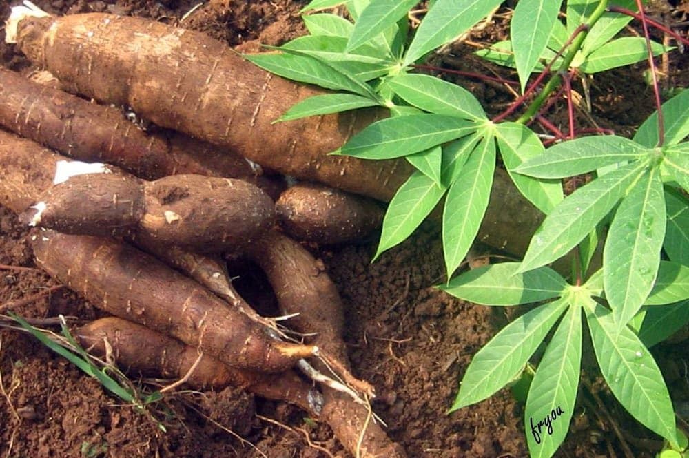Transformation des farines locales : l’OIT et le SAILD s’allient pour soutenir les productrices de l’Est et de l’Adamaoua