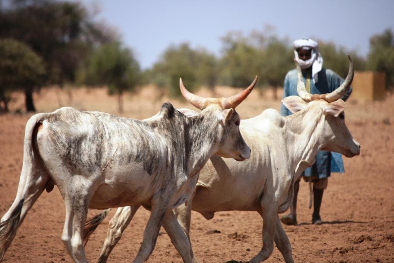 Le Cameroun prépare son adhésion à la stratégie régionale de transhumance