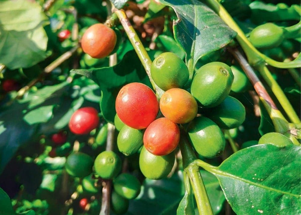Alerte : 20 % des terres à café arabica ne pourront plus en produire d’ici 2050