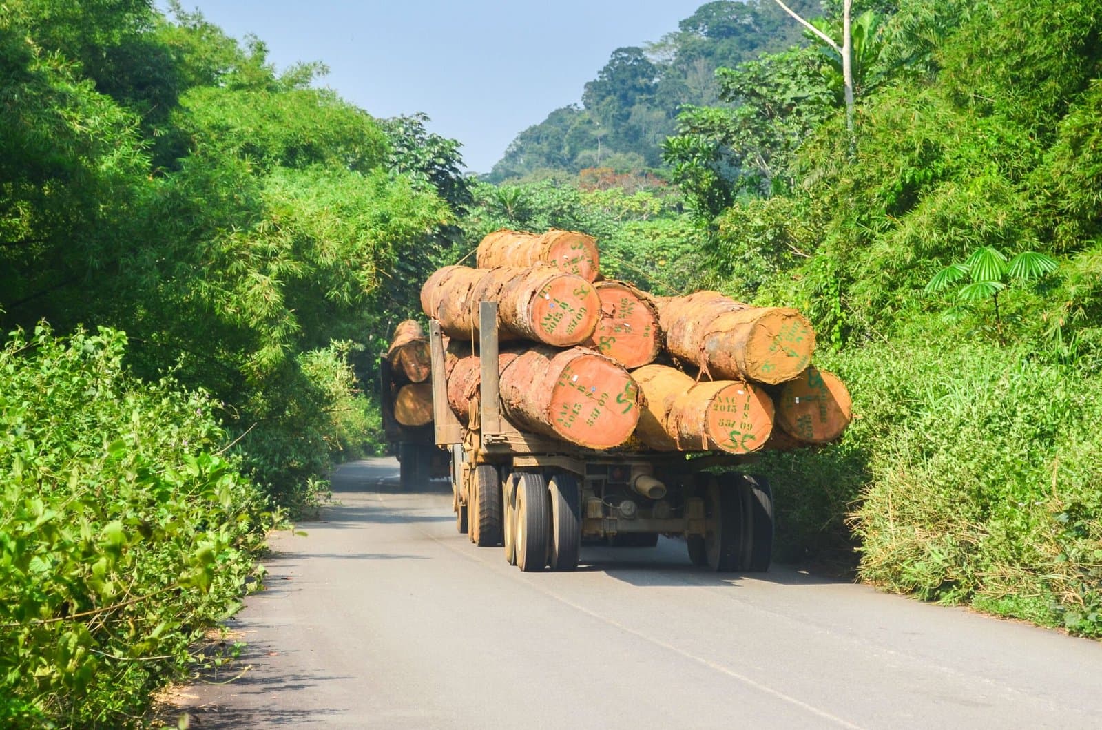 Gestion forestière : Le Cameroun porte à 91 le nombre d’essences interdites d’exportation en grumes