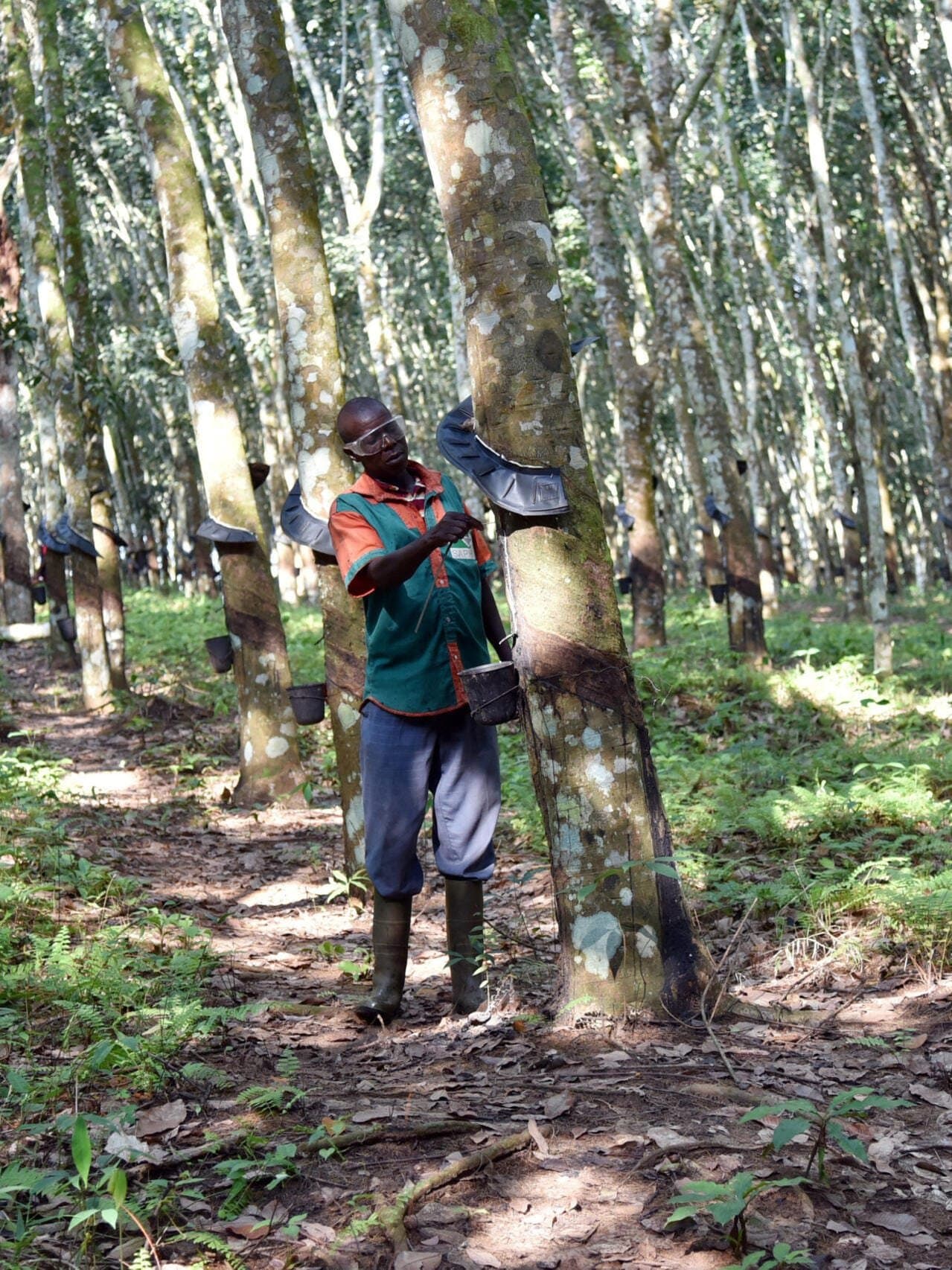 Cameroun : Le prix du caoutchouc naturel aux producteurs atteint 491 FCFA le kilogramme