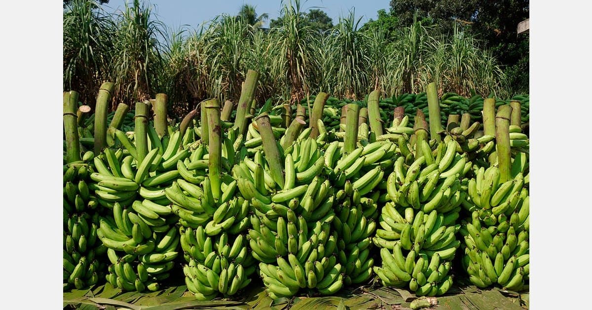Commerce extérieur : Le Cameroun franchit la barre des 106 000 tonnes de bananes exportées à fin mai 2026
