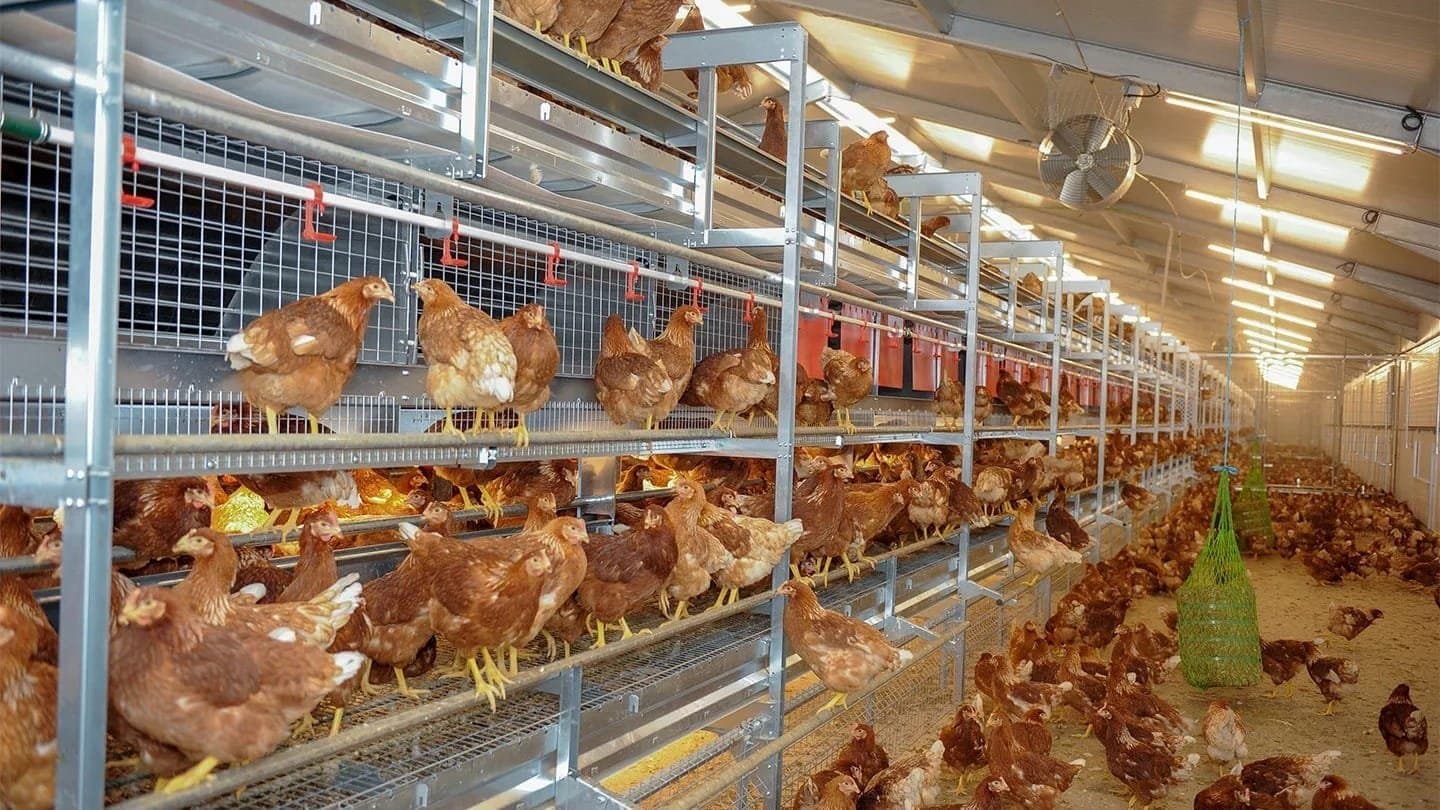 Filière avicole : Le groupe guinéen Sonoco projette un complexe agro-industriel intégré au Gabon