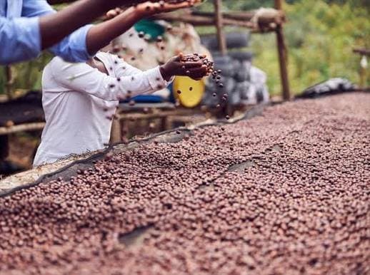 RCA : L’Etat veut relancer la filière café sur 600 000 hectares