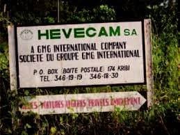 Cameroun : Hévécam devient le deuxième employeur du Cameroun après l’État