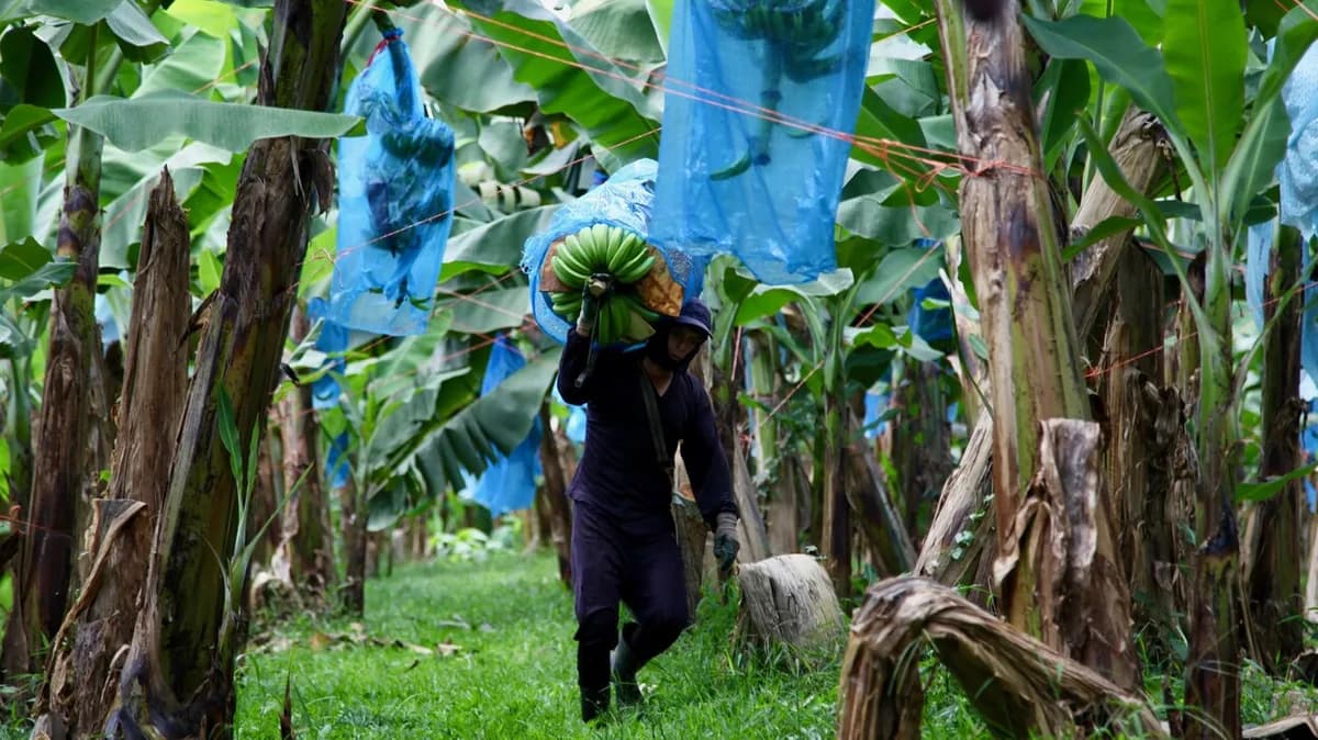 Filière banane : Le Cameroun a reçu 31,6 milliards de FCFA de l’Union européenne entre 2013 et 2024