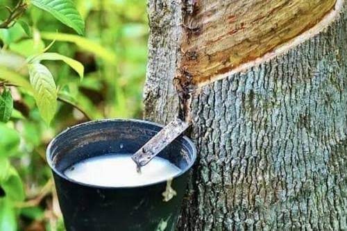 Cameroun : Le prix du caoutchouc reste stable en septembre à 442 FCFA/kg chez les petits producteurs