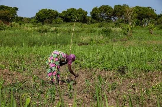 Cameroun : Le pacte AgriConnect veut mobiliser 971,2 milliards FCFA pour transformer l’agriculture