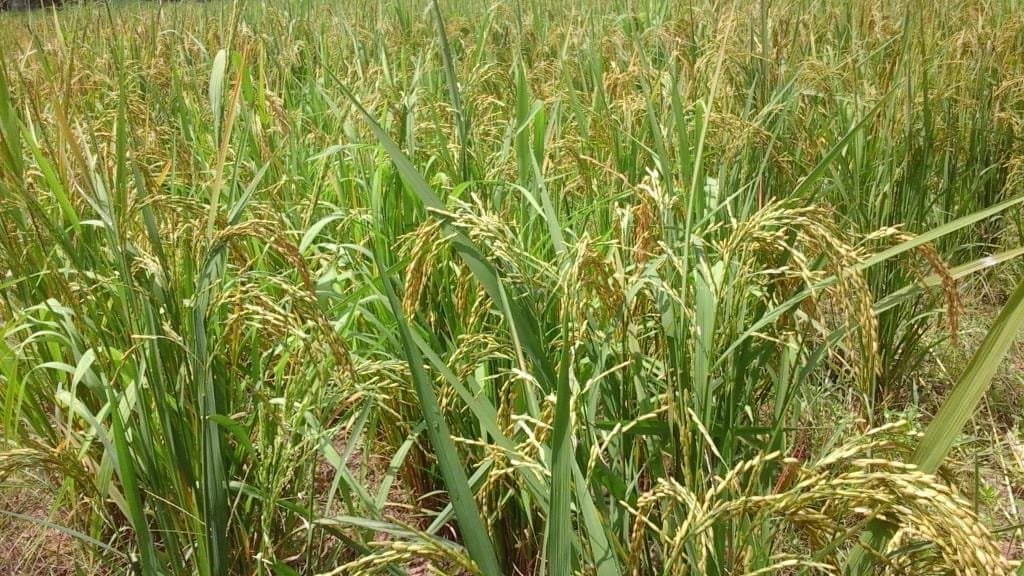 Production de riz : Le Cameroun sollicite l’expertise indienne
