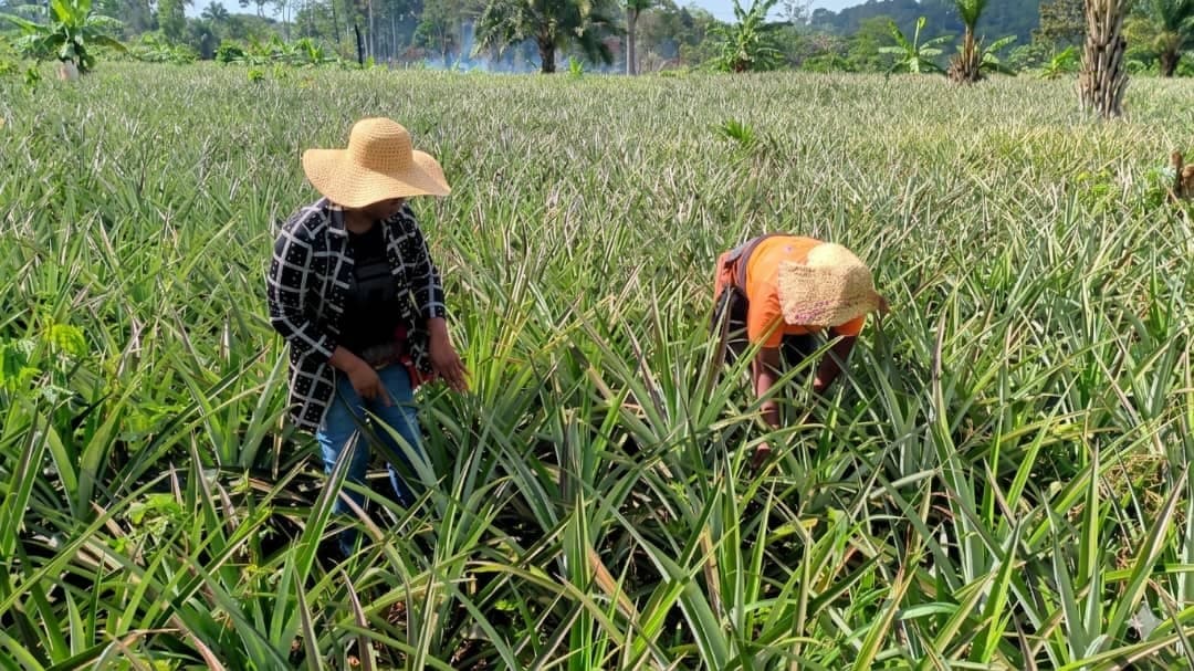 Awae Comment le PD-CVA contribue à booster la filière ananas