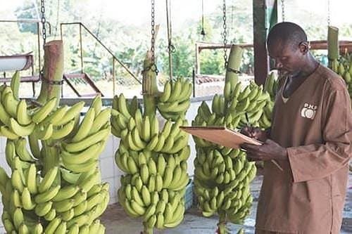 Cameroun : Après deux reculs successifs, les exportations de bananes augmentent en décembre 2024