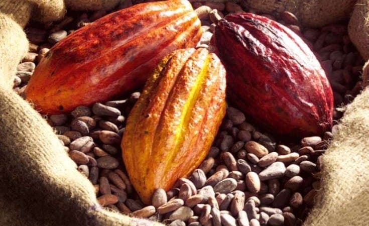Cacao : Une légère remontée des prix, loin des sommets de la campagne précédente