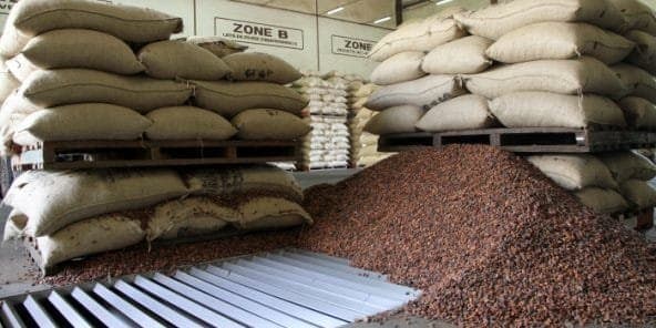 Cacao : Le kilogramme recule à 2 750 FCFA à la clôture de la campagne