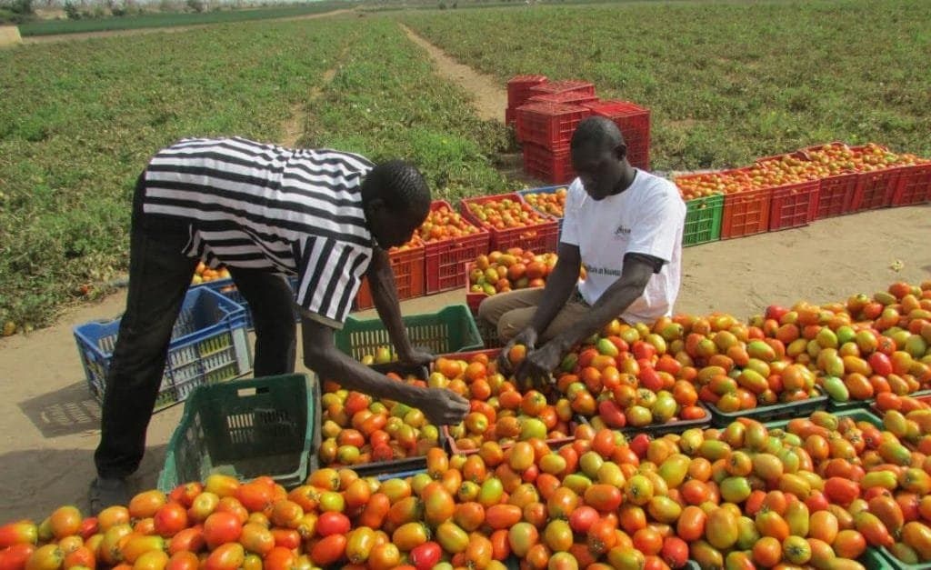 Relance agropastorale : L’État multiplie les cadeaux fiscaux pour les producteurs en 2026