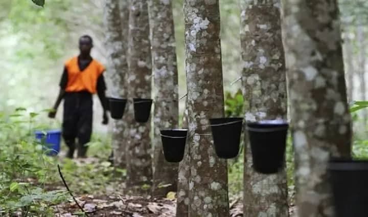 Cameroun : Le prix du caoutchouc bondit de 6 % en mars 2026