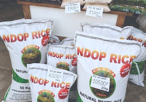 Riz de Ndop : L'UNVDA veut porter sa production à 100 000 tonnes grâce à une enveloppe de 4 milliards de FCFA