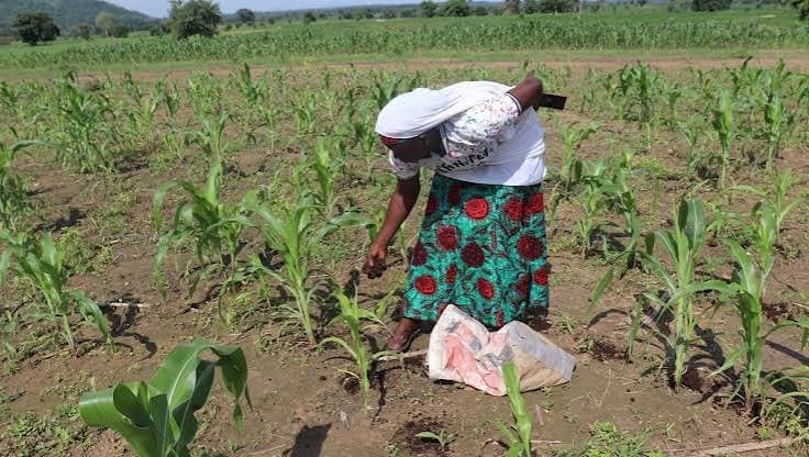 Cameroun : Les surfaces dédiées à l’agriculture biologique progressent de 108 % depuis 2019