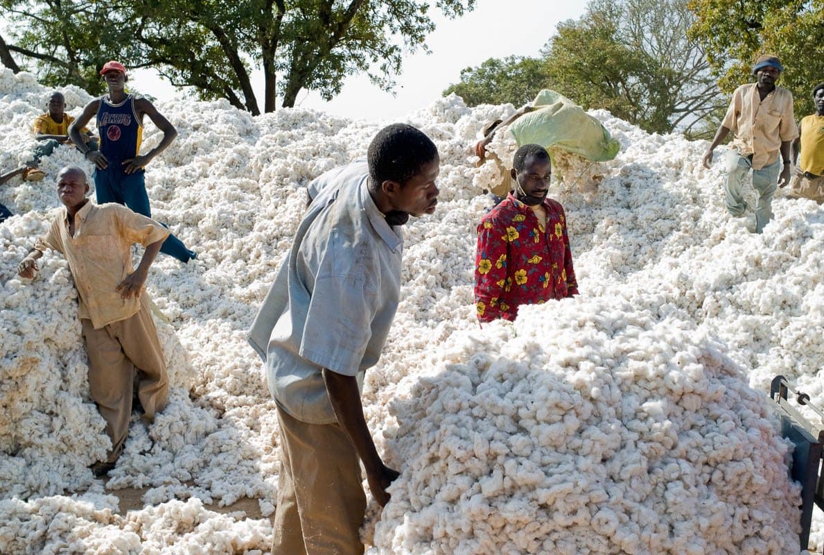 Filière coton : Le rebond mondial profite peu au Cameroun et au Tchad