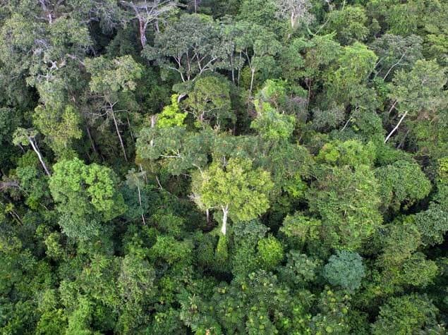 Gouvernance forestière : La Comifac adopte sa feuille de route pour 2026-2027