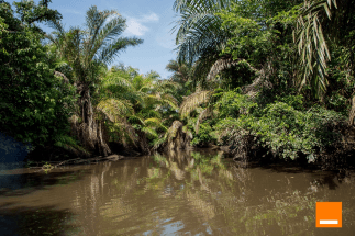 Journée internationale de la restauration des écosystèmes de mangroves l’engagement d’Orange pour un avenir durable
