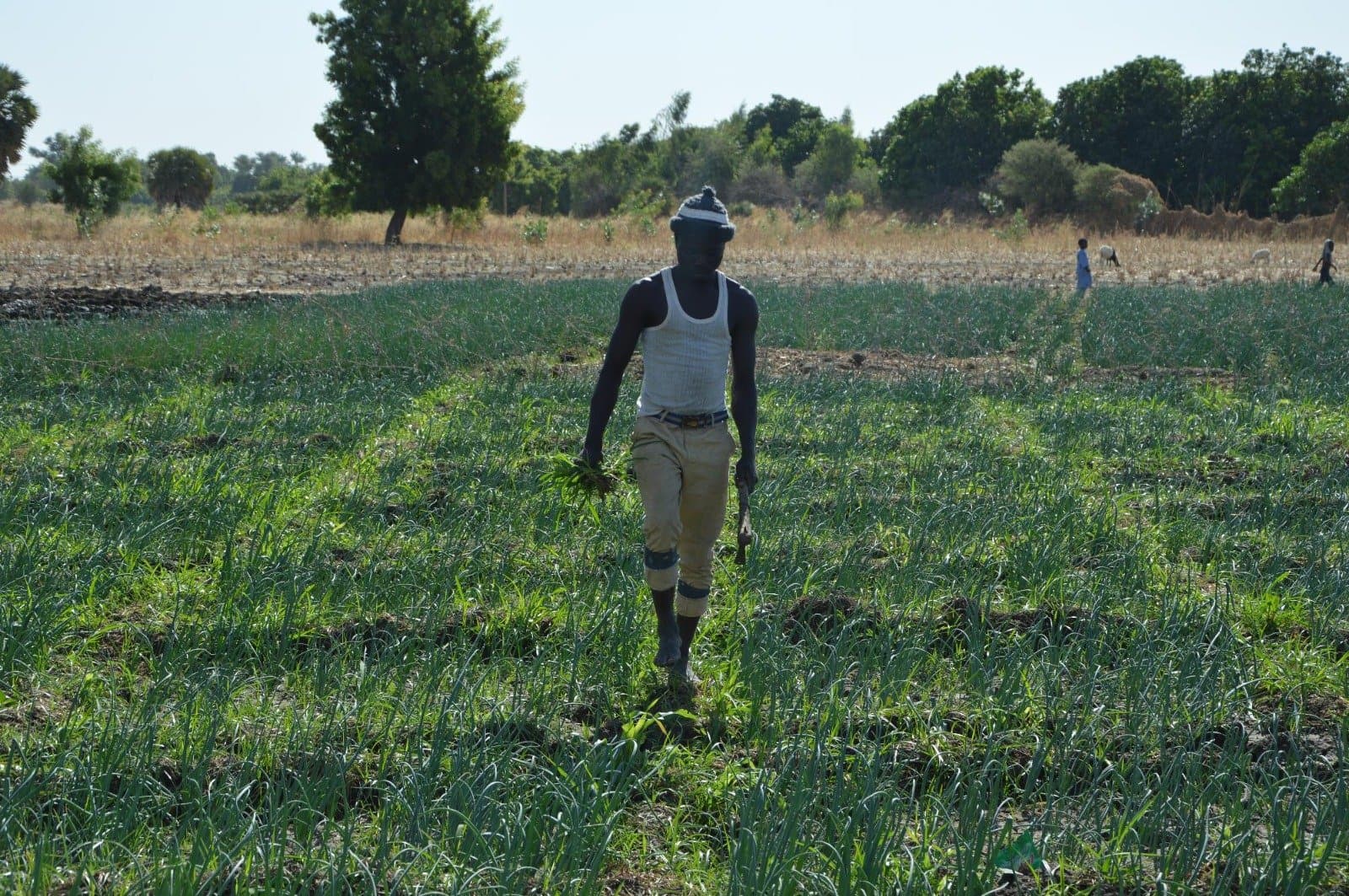 Du champ à l’assiette : Nord Cameroun, Quand la sécurité alimentaire se cultive.