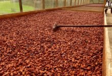 Comment la crise sécuritaire au NOSO fait chuter la production cacaoyère