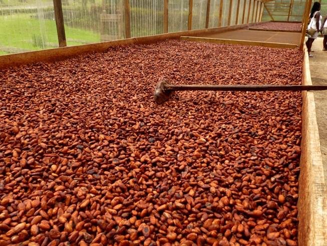 Comment la crise sécuritaire au NOSO fait chuter la production cacaoyère