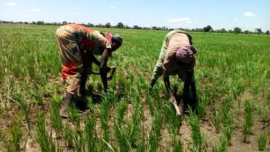 Production de riz :Environ 10 milliards FCFA de la Banque islamique pour soutenir le Cameroun