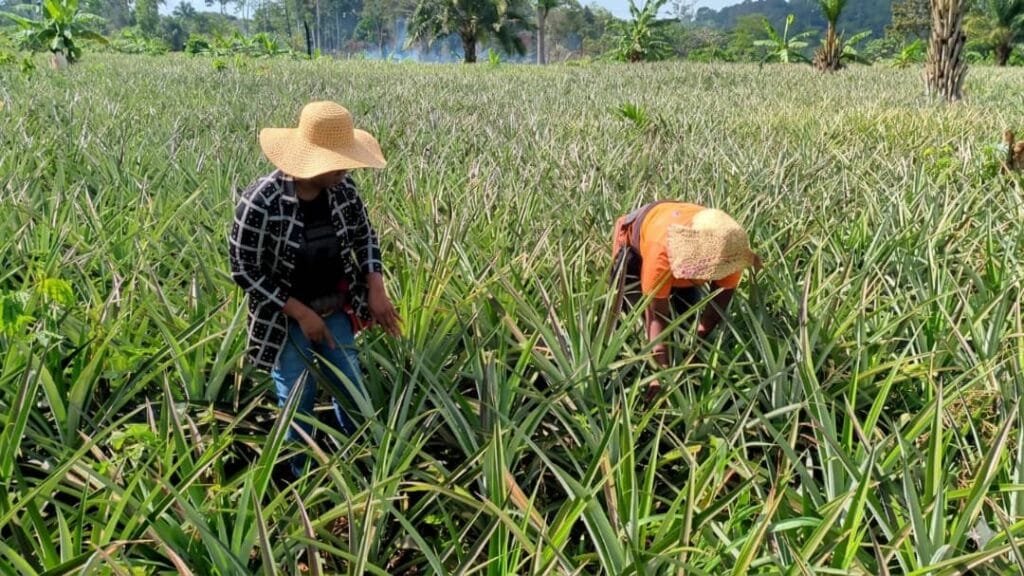 Awae : Comment le PD-CVA contribue à booster la filière ananas