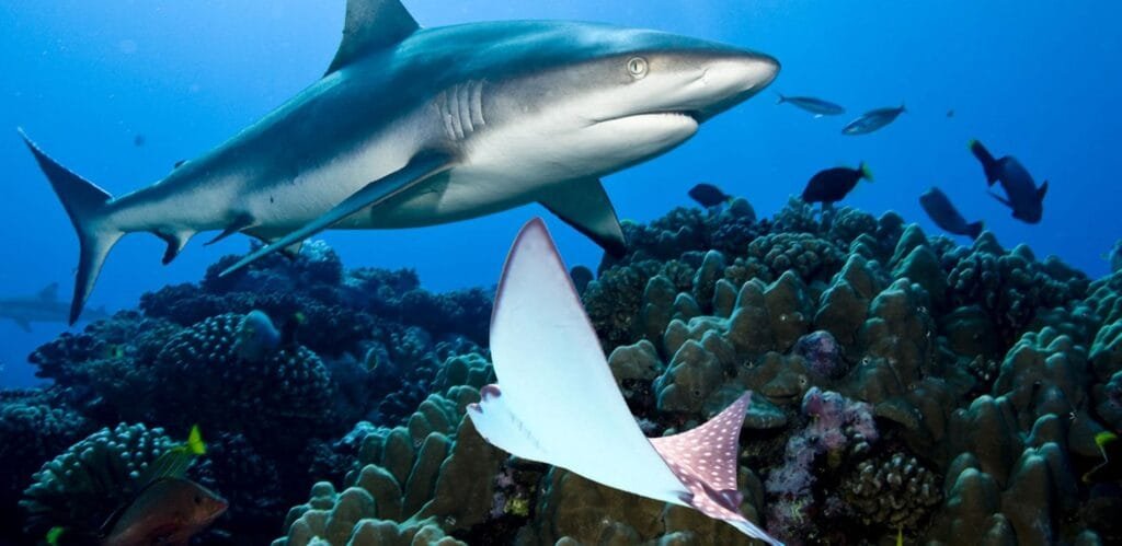 Biodiversité marine : Les requins et raies en danger sur les côtes camerounaises