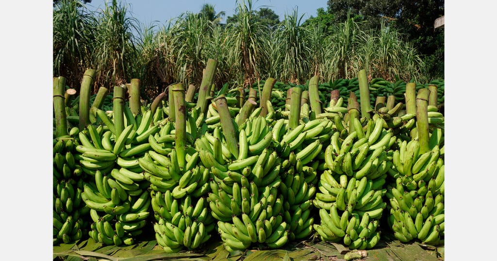 Commerce extérieur : Le Cameroun franchit la barre des 106 000 tonnes de bananes exportées à fin mai 2026