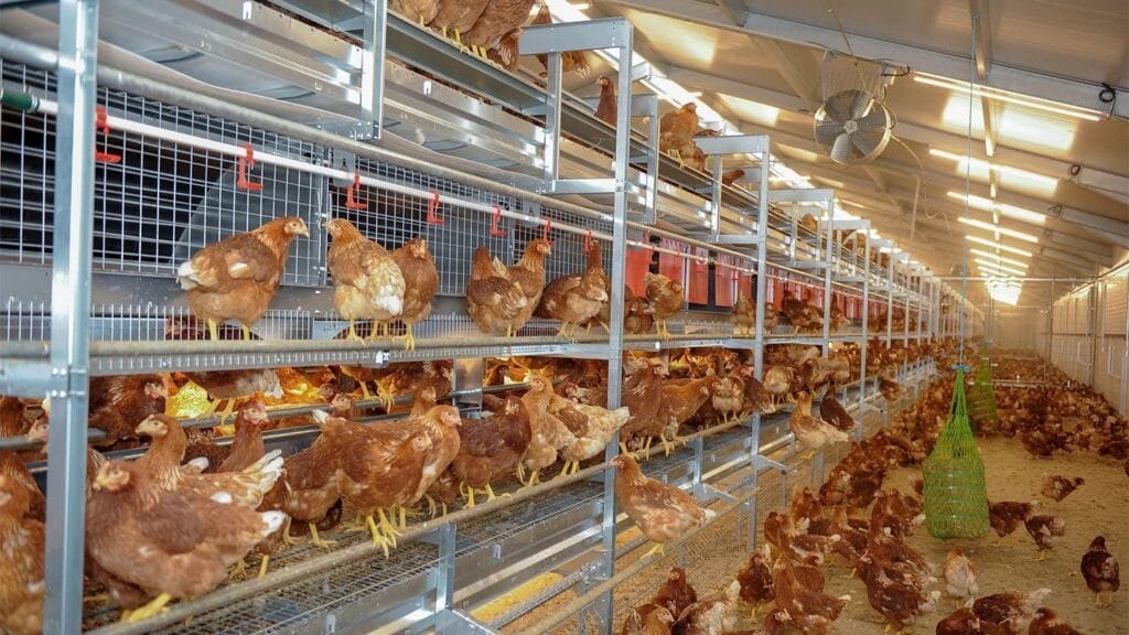 Filière avicole : Le groupe guinéen Sonoco projette un complexe agro-industriel intégré au Gabon
